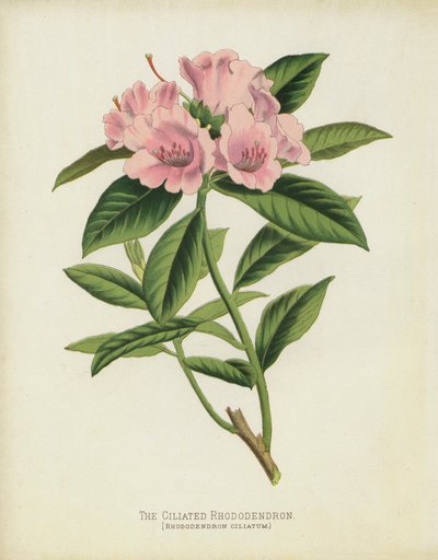The Ciliated Rhododendron by English School